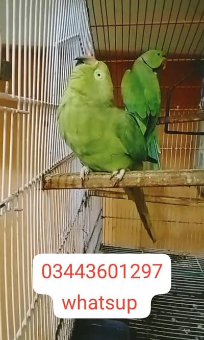 ring neck breeder pair female face to face talking