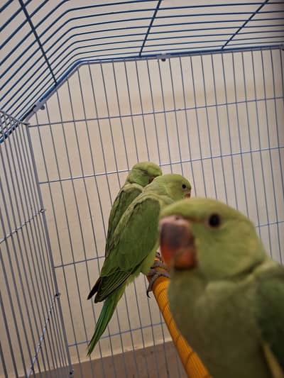 3 baby ringnecks for sale