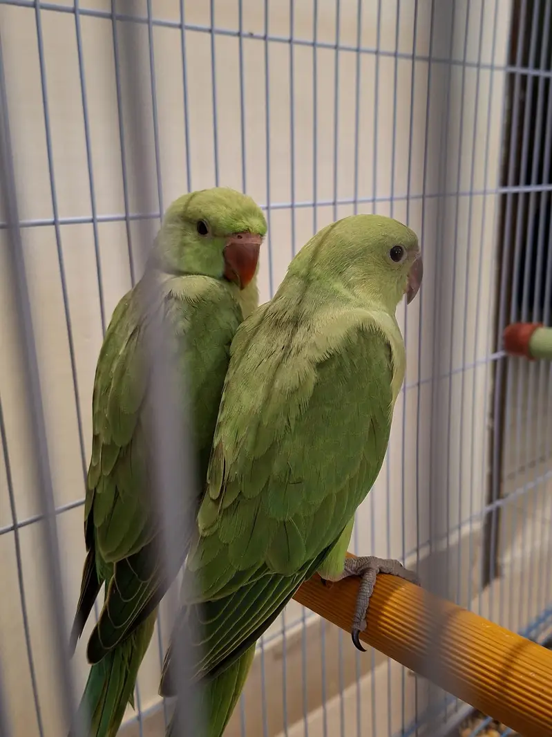 3 baby ringnecks for sale — photo 2