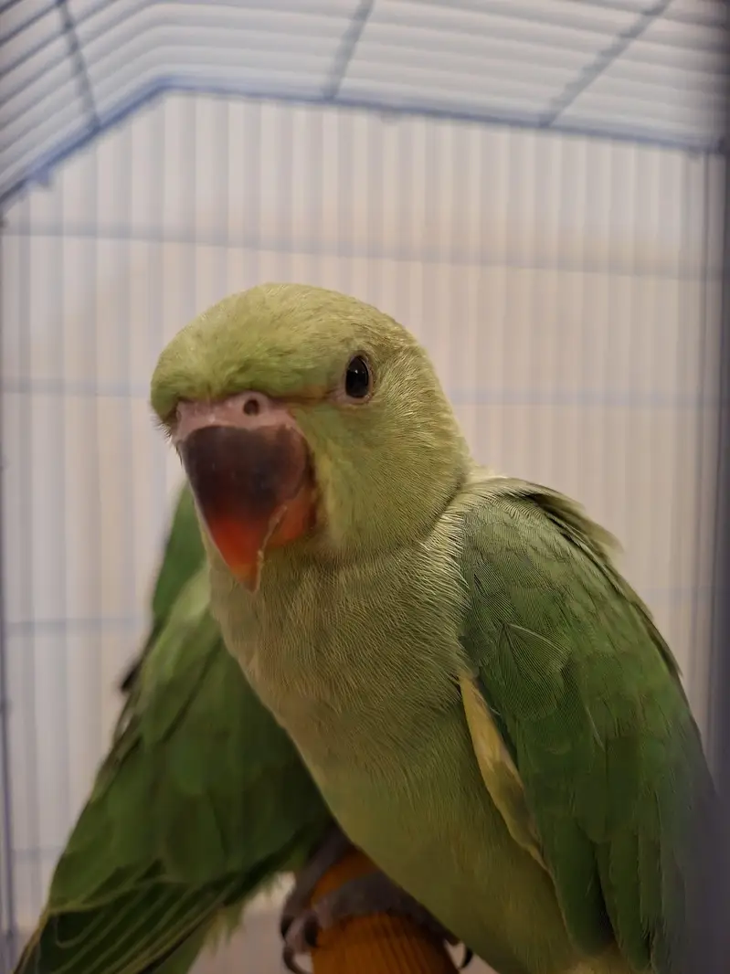 3 baby ringnecks for sale — photo 3