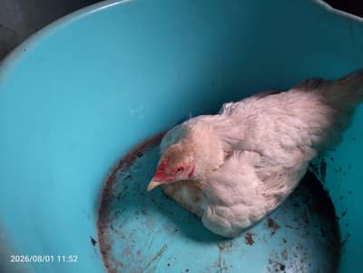 kurak female for sale