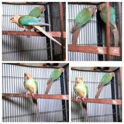 Blue Cinnamon/Turquoise , Pineapple Conure,  yellow Sided Green Conure