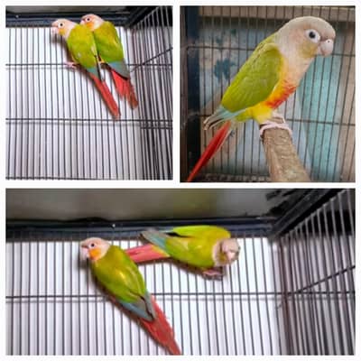 Blue Cinnamon/Turquoise , Pineapple Conure,  yellow Sided Green Conure