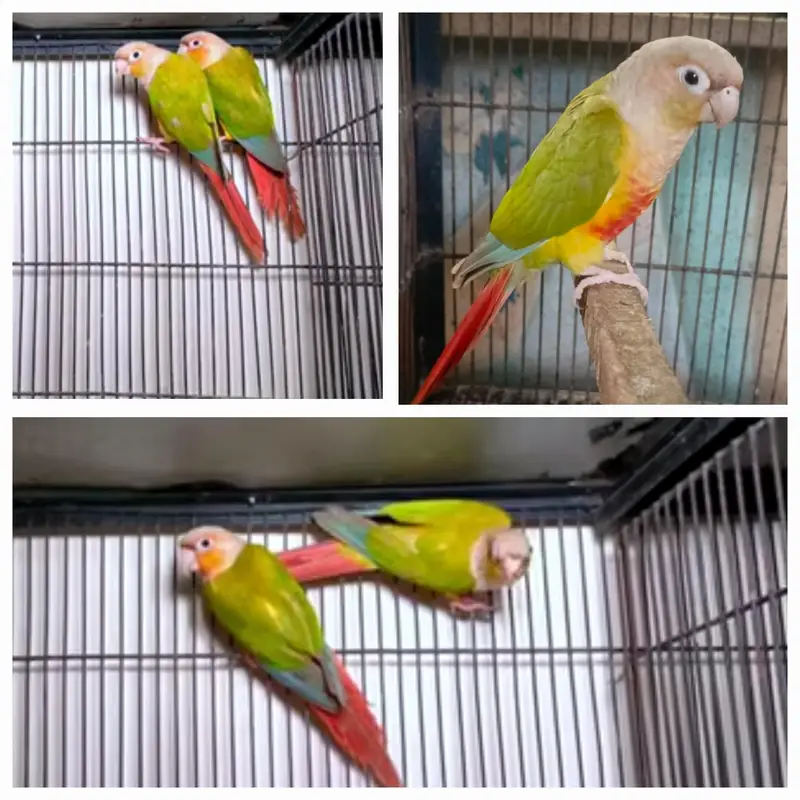 Blue Cinnamon/Turquoise , Pineapple Conure,  yellow Sided Green Conure — photo 2