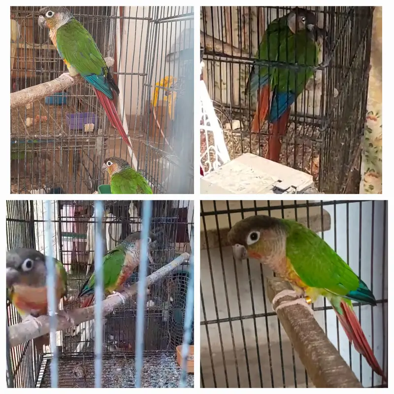 Blue Cinnamon/Turquoise , Pineapple Conure,  yellow Sided Green Conure — photo 3