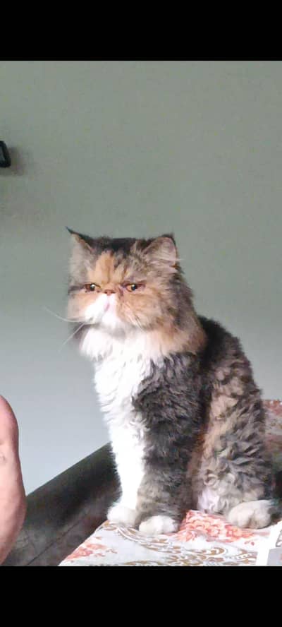 Peki face pure Female