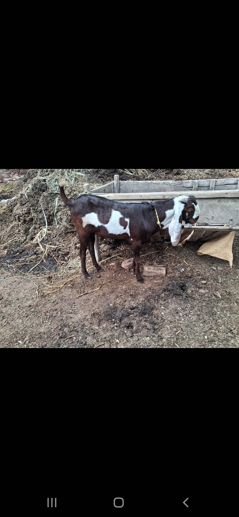 desi bakra 0