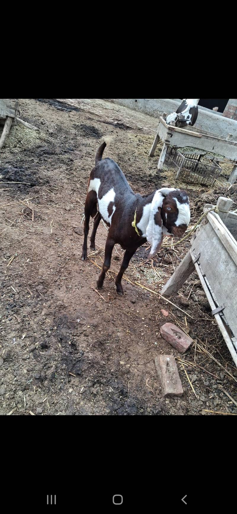 desi bakra 1