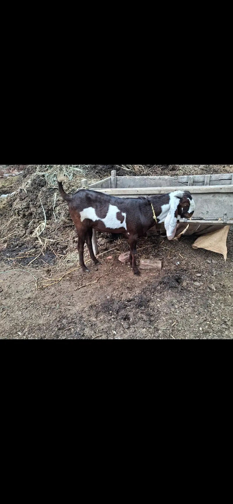 desi bakra — photo 3