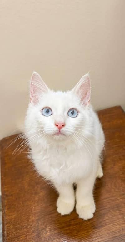 WHITE PERSIAN CAT