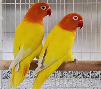 Lovebird Lutino breeding pair , oplain lutino