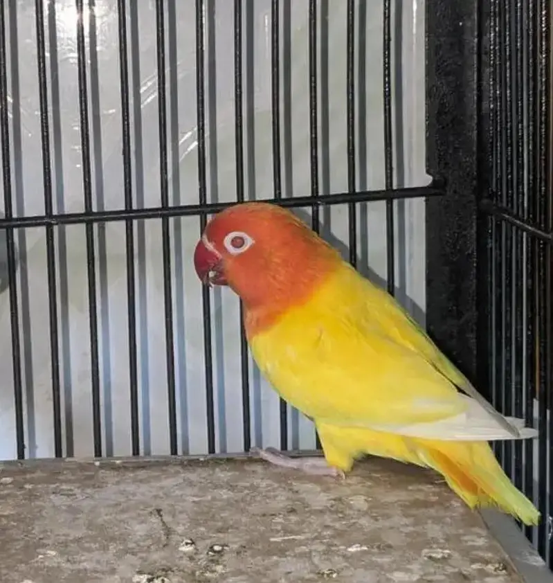 Lovebird Lutino breeding pair , oplain lutino — photo 2