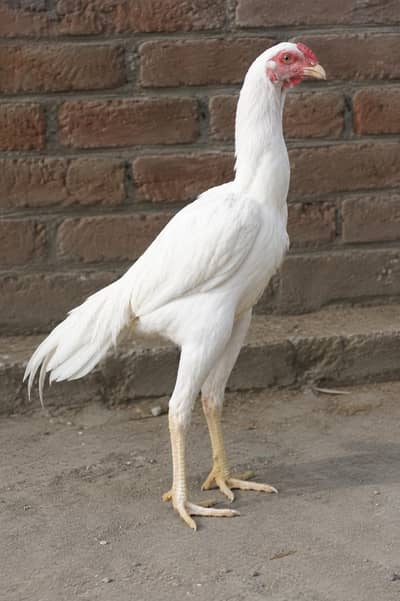Aseel pure White in different aged