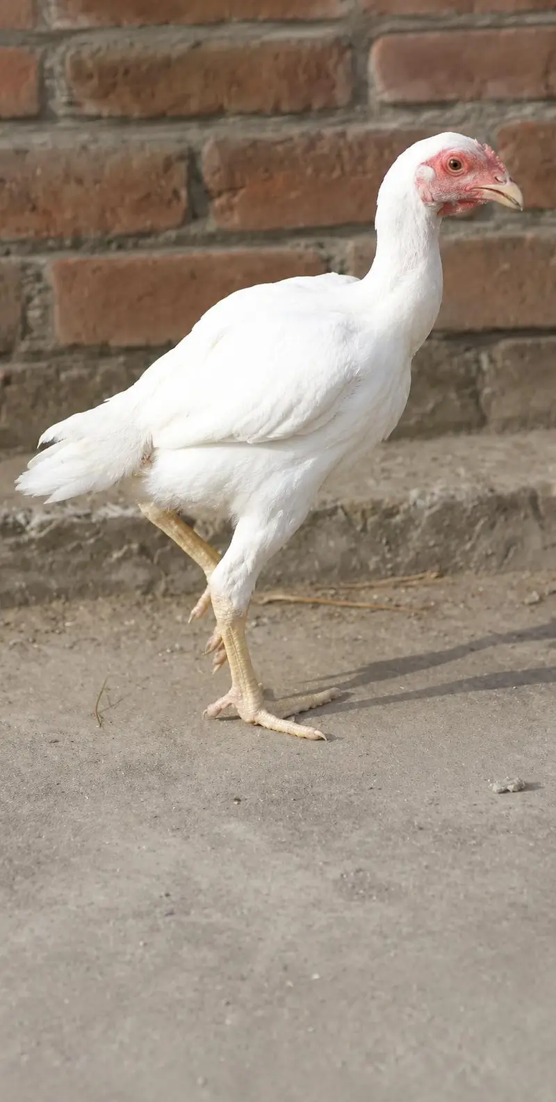 Aseel pure White in different aged — photo 3