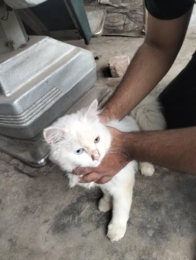 odd eyes