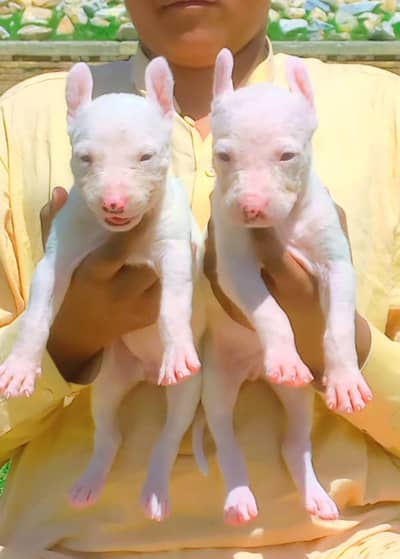 gultair dog |  Kohati gultair puppy |  Kohati gultair | security dog