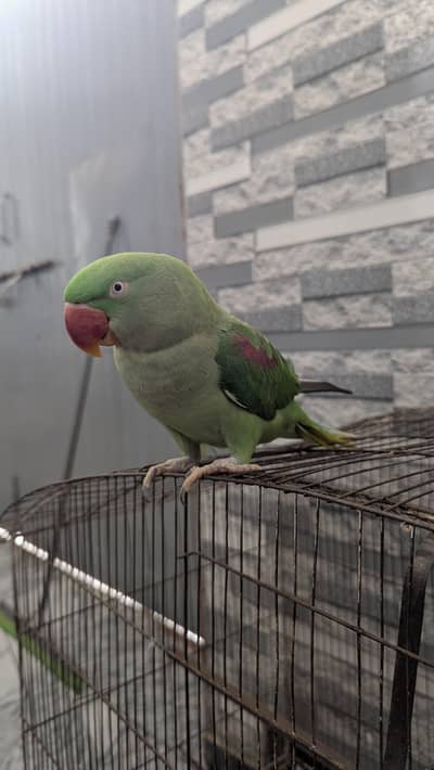 Female Raw Parrot - Exchange Only