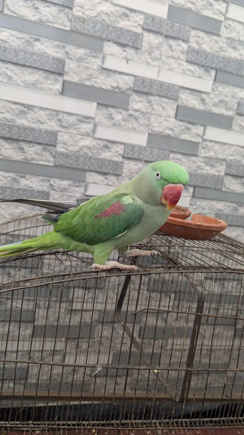 Female Raw Parrot - Exchange With Male Possible — photo 2