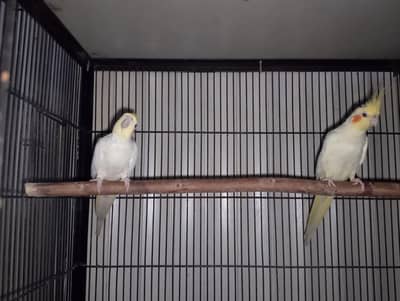 King size Latino breeder pair in red eyes