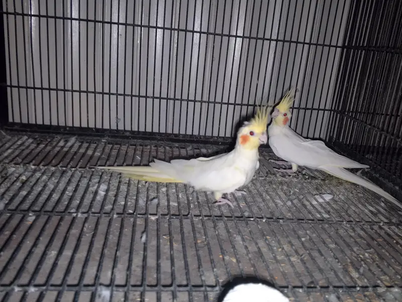 King size Latino breeder pair in red eyes — photo 3