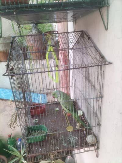 ringneck parrot