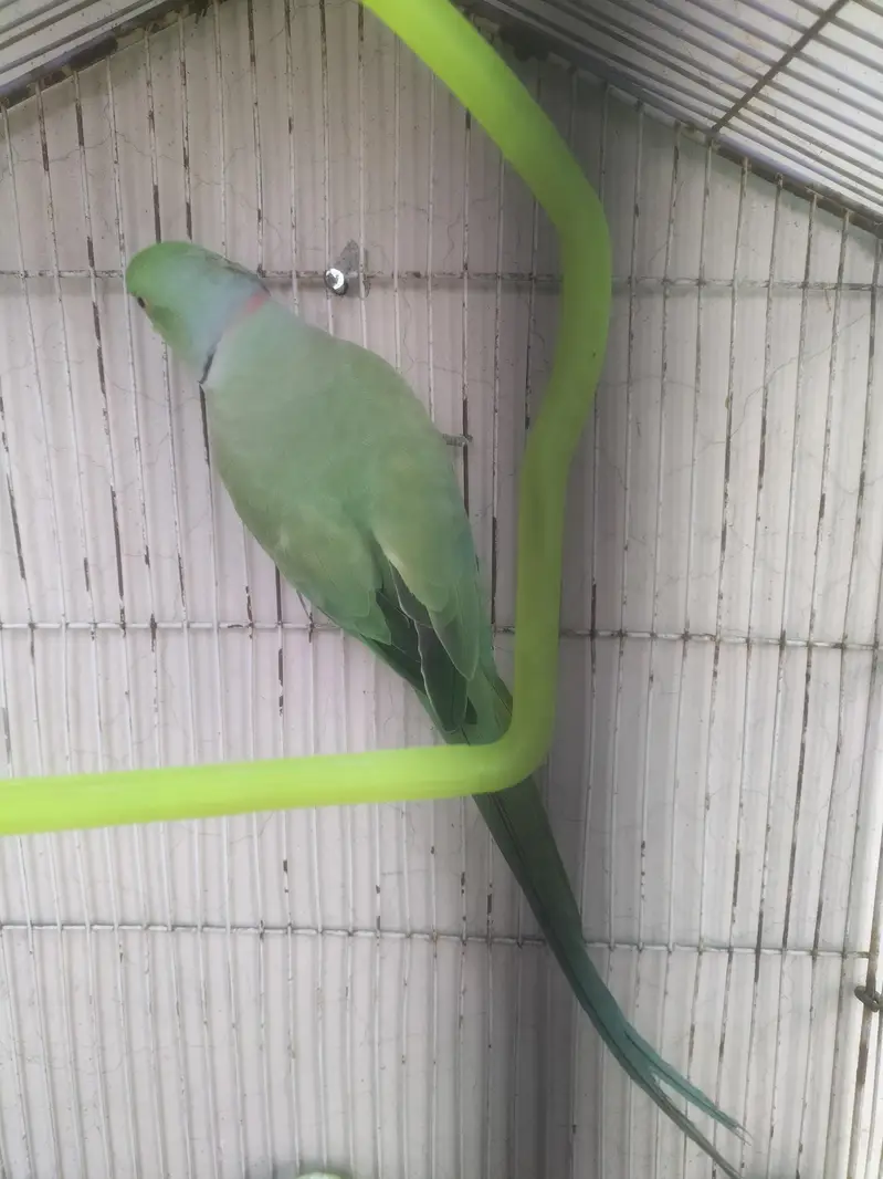 ringneck parrot — photo 2