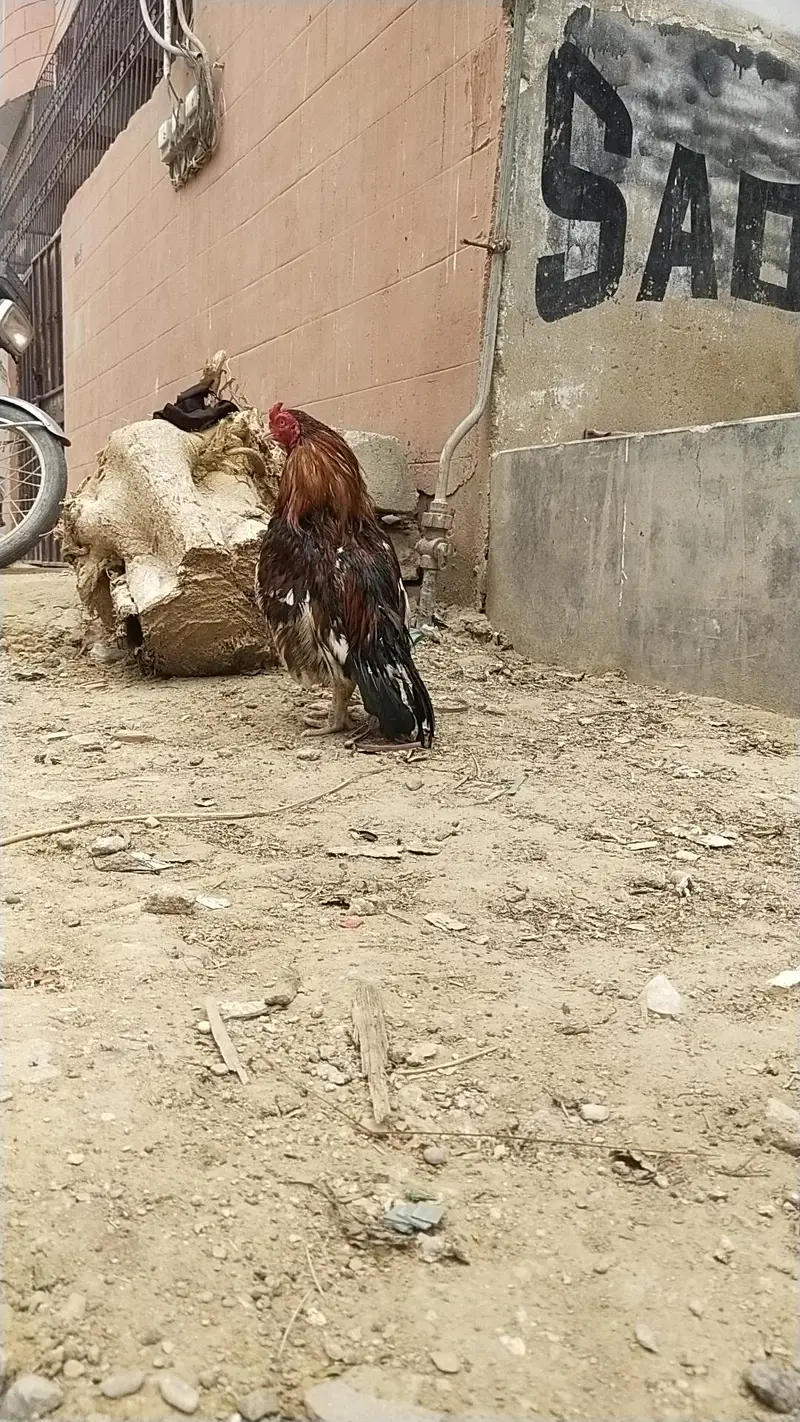 king size German o shamo mianwali zero size,Heera female 03168035881 — photo 2