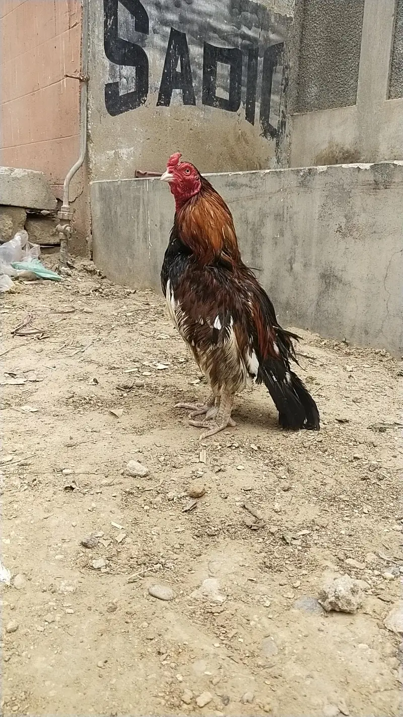 king size German o shamo mianwali zero size,Heera female 03168035881 — photo 3