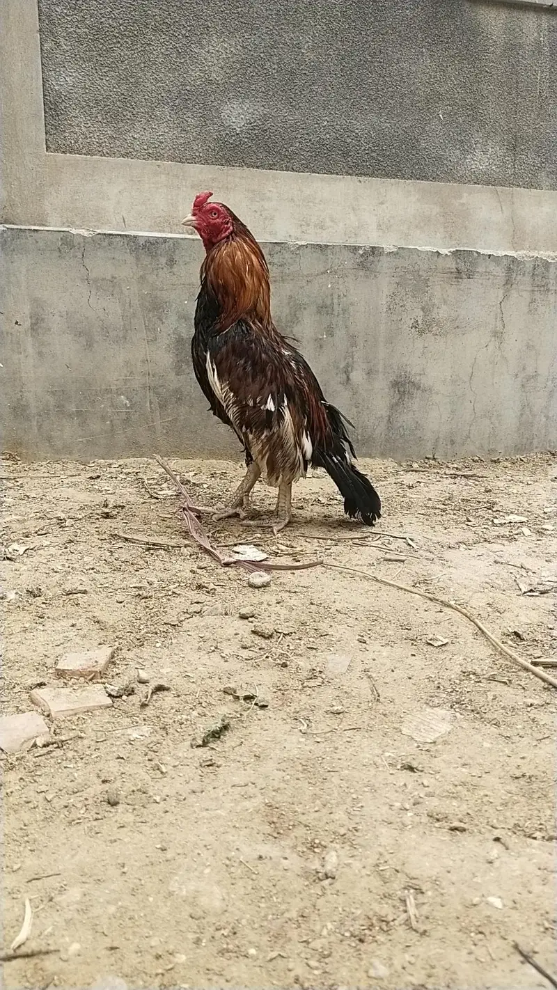 king size German o shamo mianwali zero size,Heera female 03168035881 — photo 4