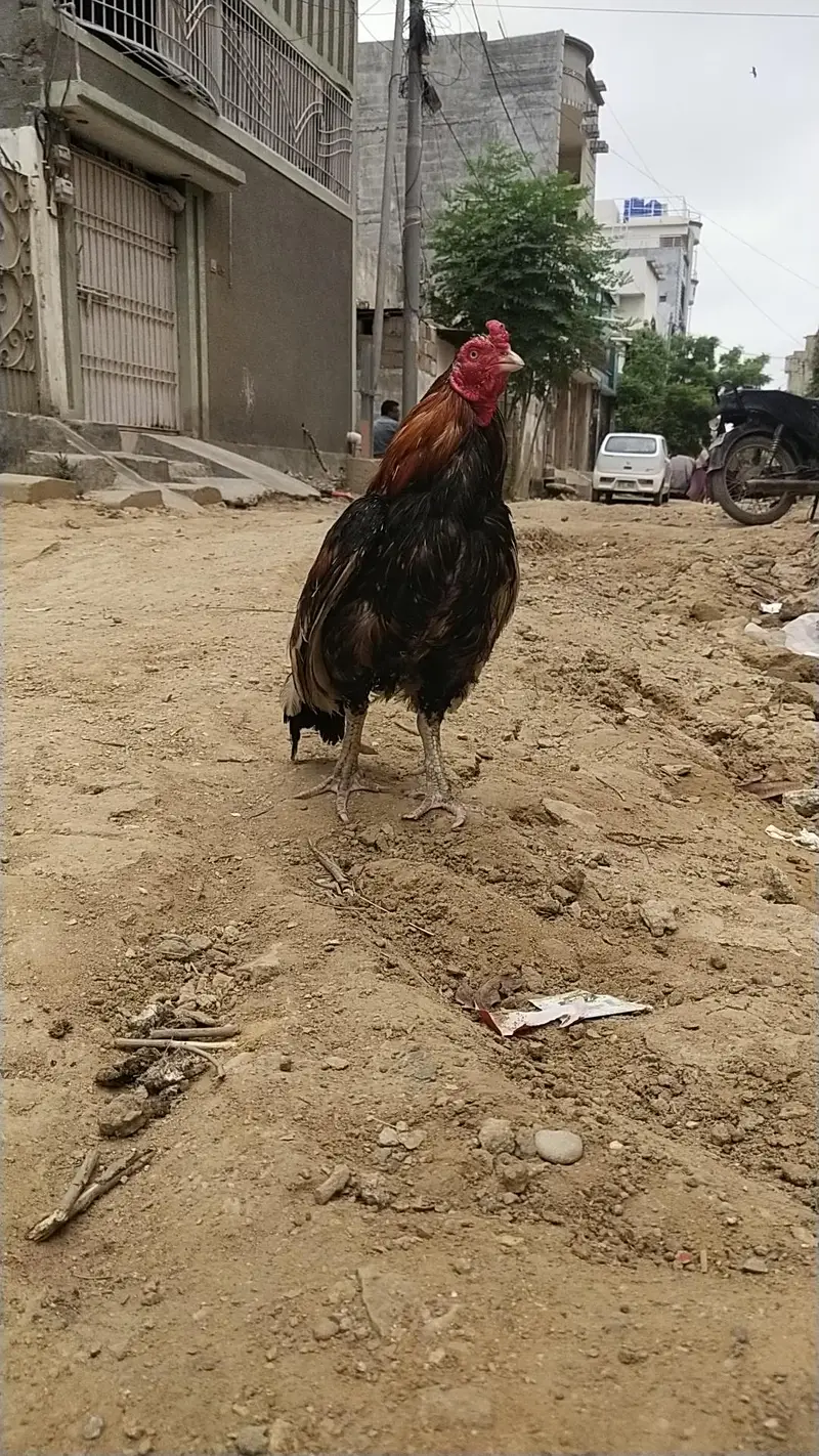 king size German o shamo mianwali zero size,Heera female 03168035881 — photo 5