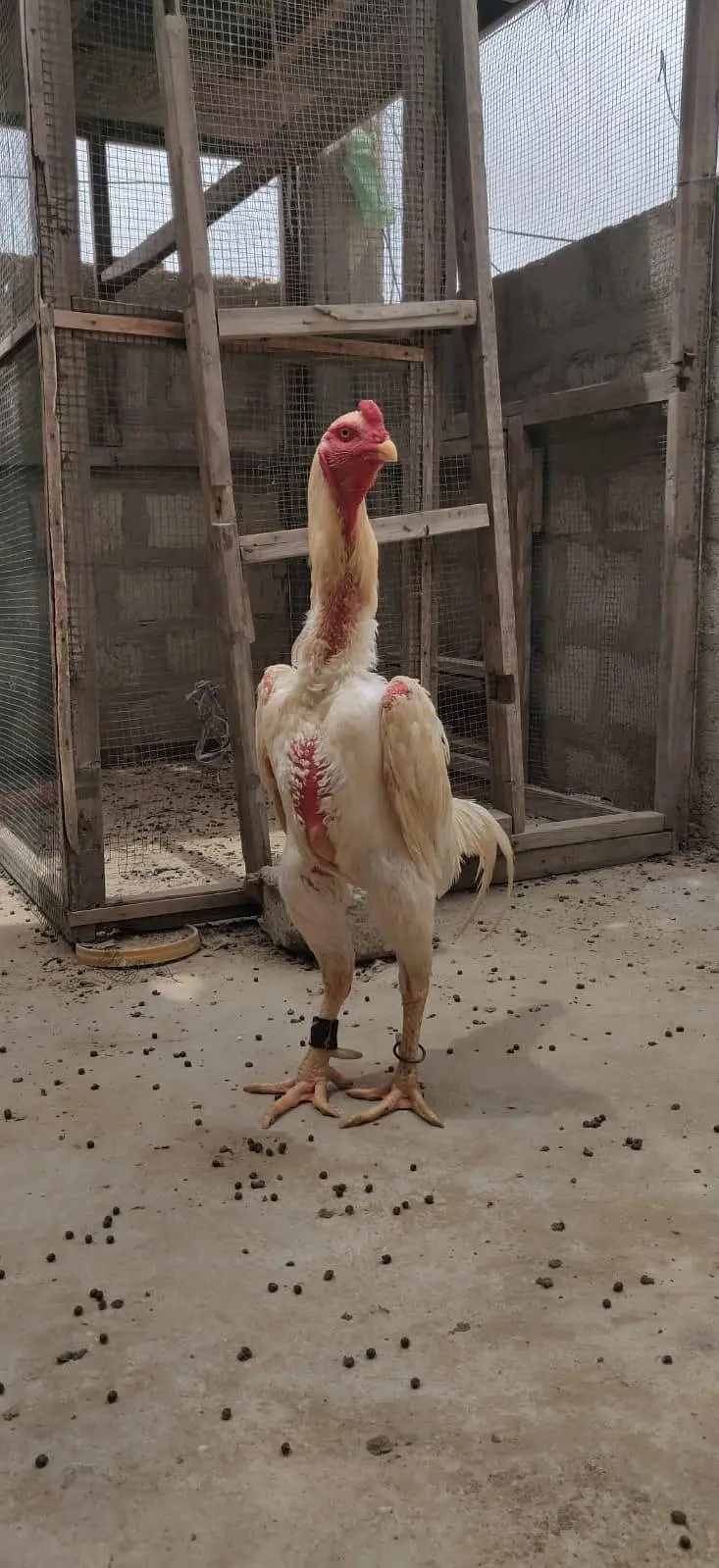king size German o shamo mianwali zero size,Heera female 03168035881 — photo 6