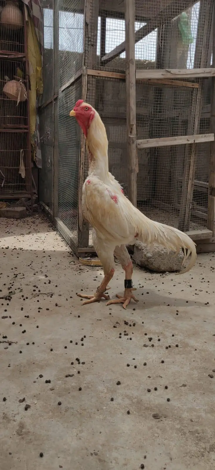 king size German o shamo mianwali zero size,Heera female 03168035881 — photo 7