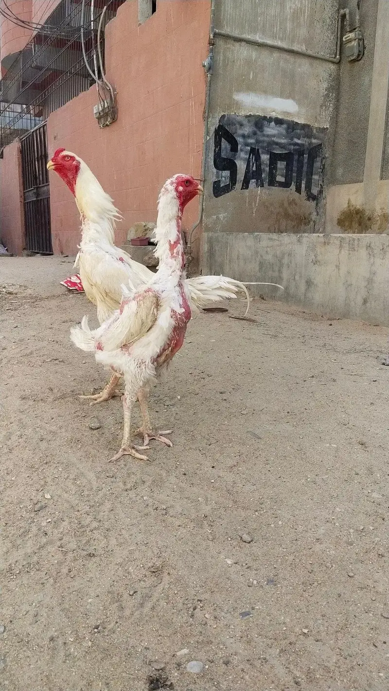 king size German o shamo mianwali zero size,Heera female 03168035881 — photo 8