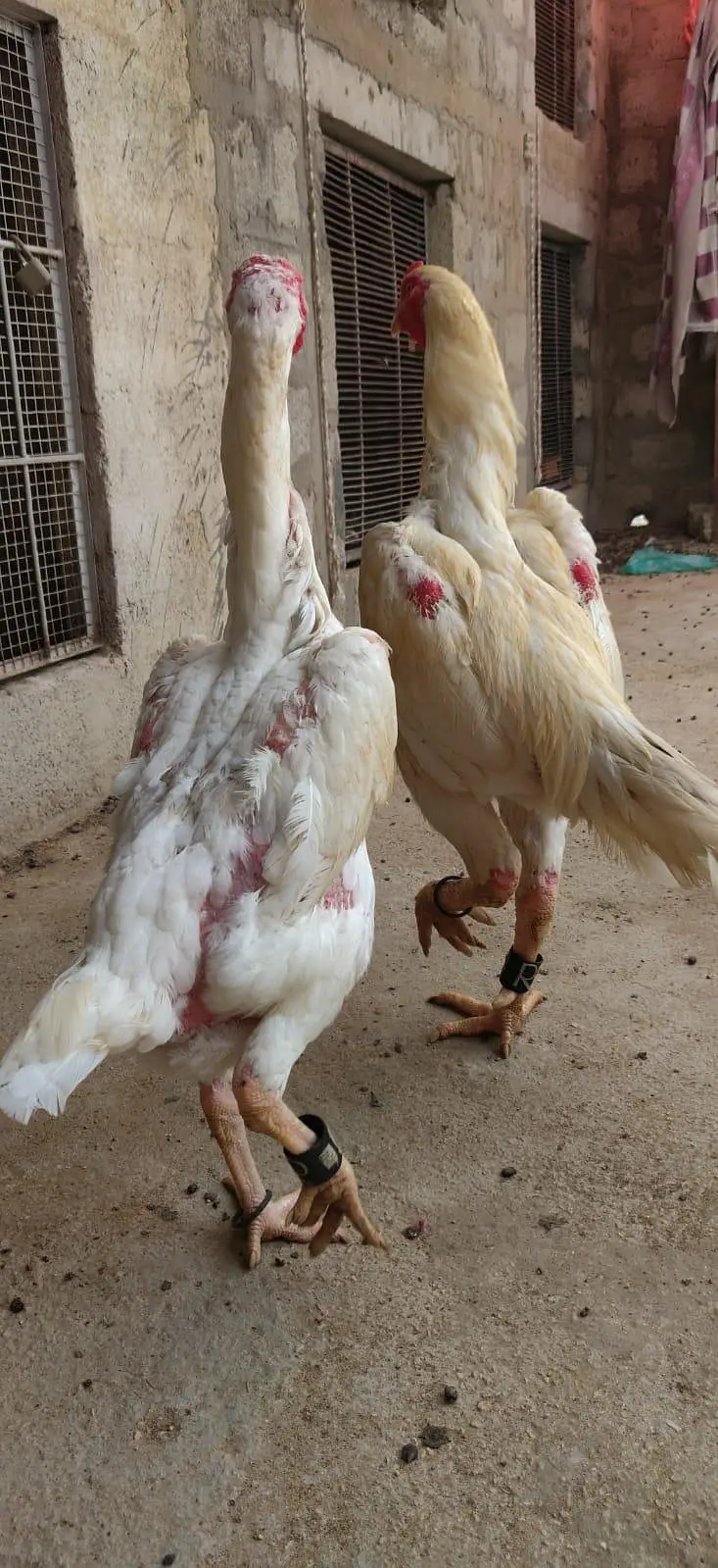 king size German o shamo mianwali zero size,Heera female 03168035881 — photo 9