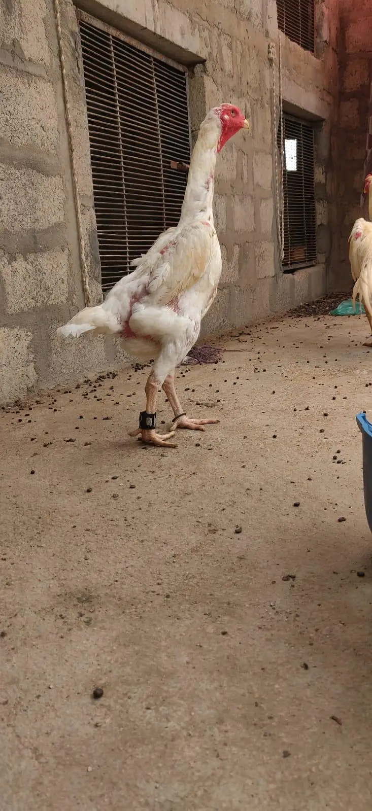 king size German o shamo mianwali zero size,Heera female 03168035881 — photo 10