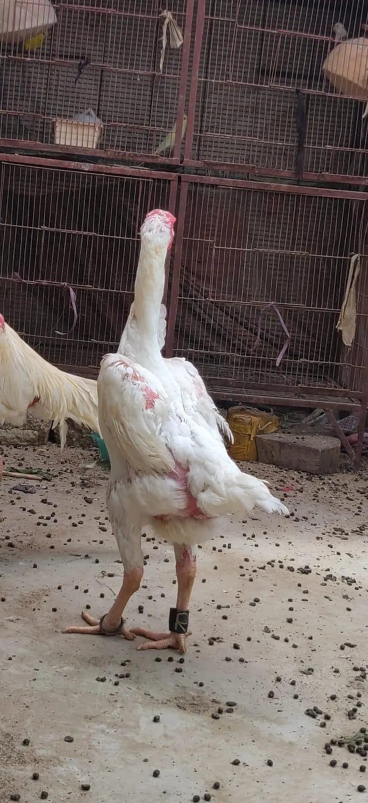 king size German o shamo mianwali zero size,Heera female 03168035881 — photo 11