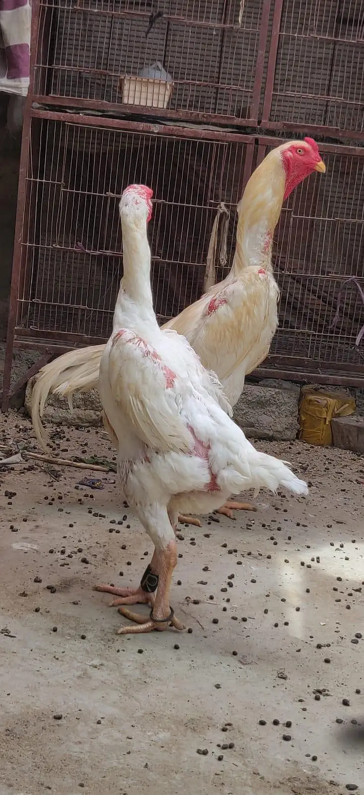 king size German o shamo mianwali zero size,Heera female 03168035881 — photo 12