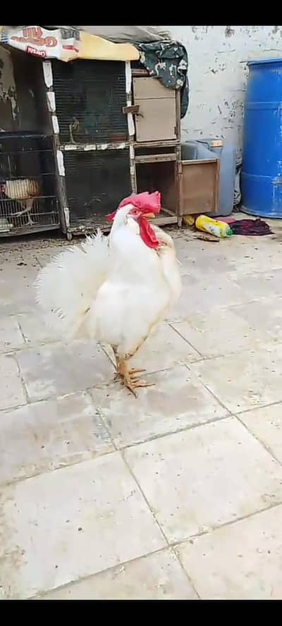Misri murga for sale