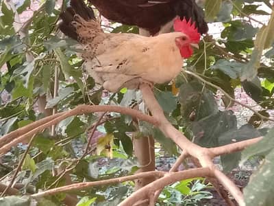 Dessi Murghy| Misri Golden Hens| Dessi Cook| Murghian