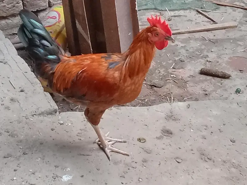 Dessi Murghy| Misri Golden Hens| Dessi Cook| Murghian — photo 2