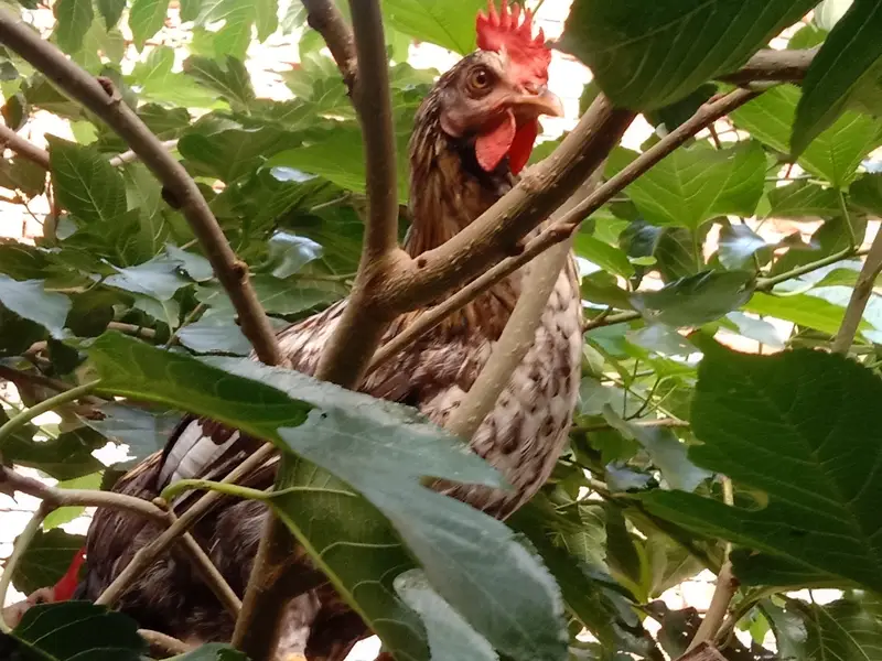 Dessi Murghy| Misri Golden Hens| Dessi Cook| Murghian — photo 3