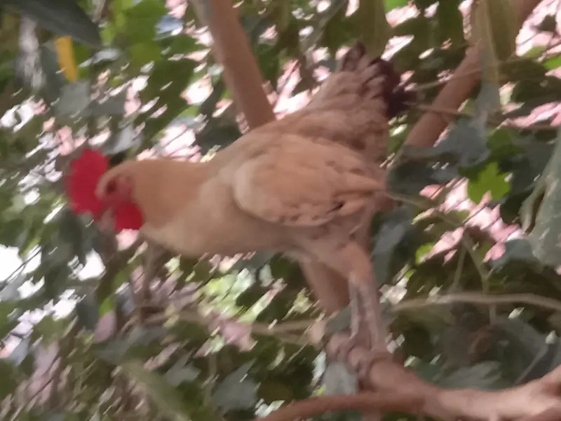 Dessi Murghy| Misri Golden Hens| Dessi Cook| Murghian — photo 4