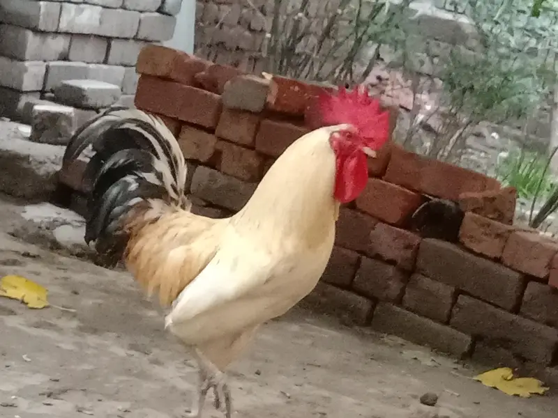 Dessi Murghy| Misri Golden Hens| Dessi Cook| Murghian — photo 5