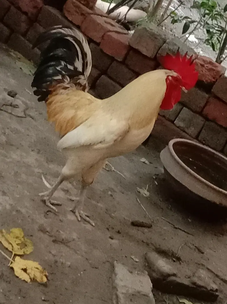 Dessi Murghy| Misri Golden Hens| Dessi Cook| Murghian — photo 6