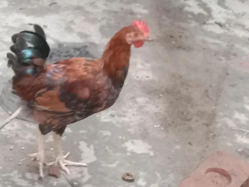 Dessi Murghy| Misri Golden Hens| Dessi Cook| Murghian — photo 7