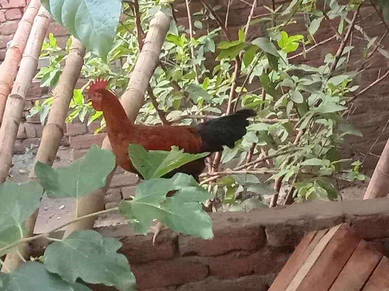 Dessi Murghy| Misri Golden Hens| Dessi Cook| Murghian — photo 8