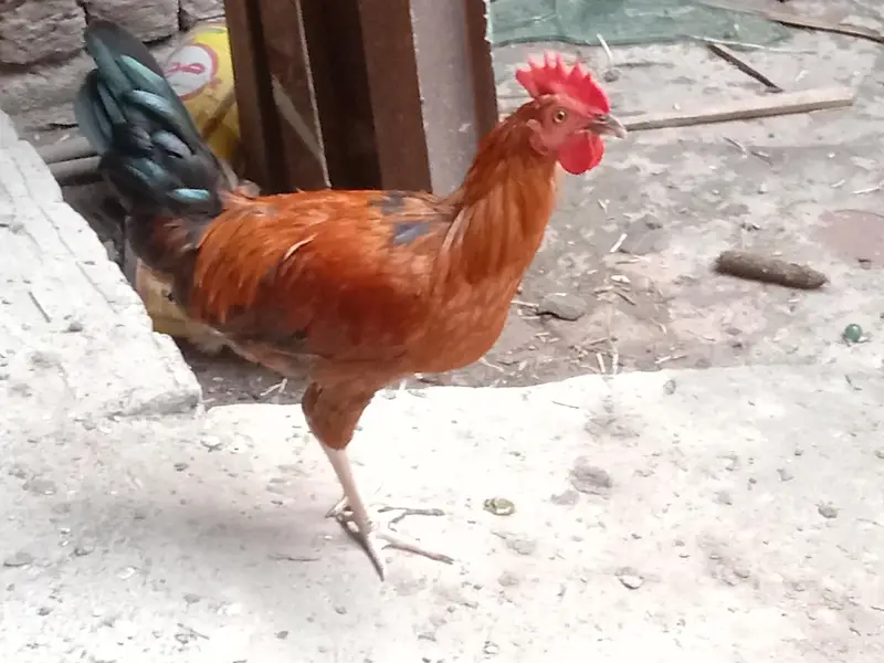 Dessi Murghy| Misri Golden Hens| Dessi Cook| Murghian — photo 9