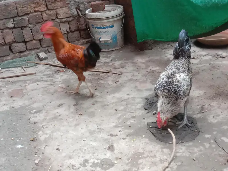 Dessi Murghy| Misri Golden Hens| Dessi Cook| Murghian — photo 10
