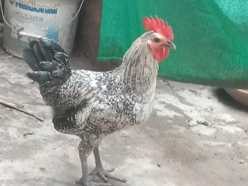 Dessi Murghy| Misri Golden Hens| Dessi Cook| Murghian — photo 11