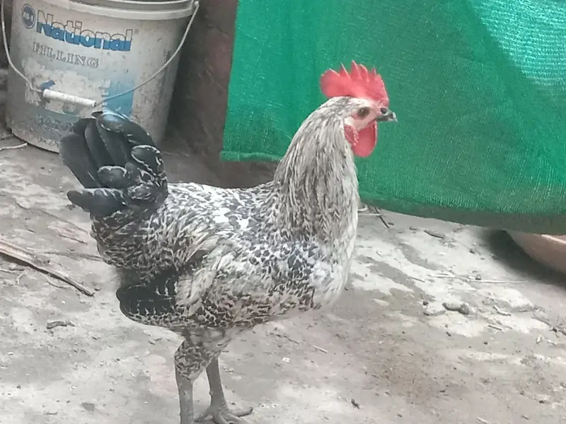 Dessi Murghy| Misri Golden Hens| Dessi Cook| Murghian — photo 12